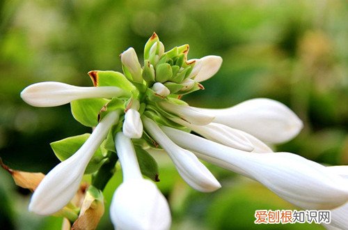 图 不喜光的植物有哪些 不喜光的花有哪些