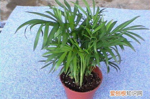 图 不喜光的植物有哪些 不喜光的花有哪些