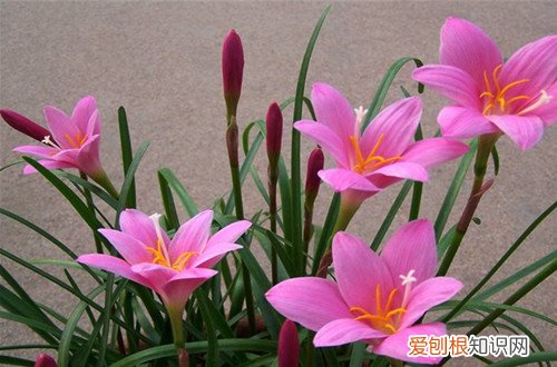 图 不喜光的植物有哪些 不喜光的花有哪些