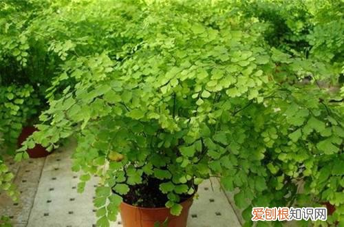 图 不喜光的植物有哪些 不喜光的花有哪些