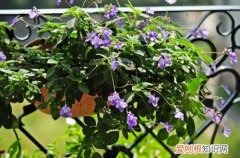 图 不喜光的植物有哪些 不喜光的花有哪些