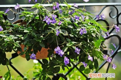 图 不喜光的植物有哪些 不喜光的花有哪些