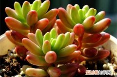 图 虹之玉锦怎么浇水 几天浇一次水