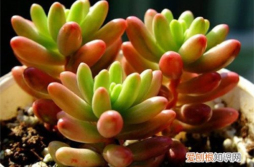 图 虹之玉锦怎么浇水 几天浇一次水