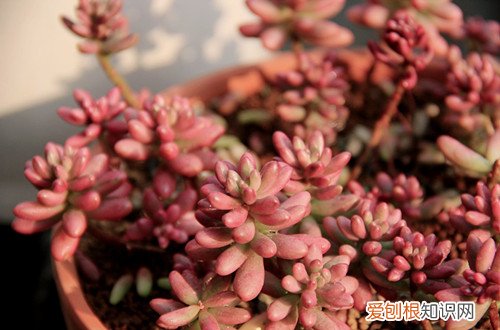 图 虹之玉锦怎么浇水 几天浇一次水