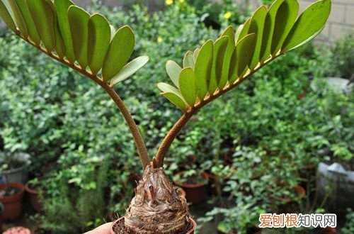 图 美洲铁怎么养 美洲铁的养殖方法和注意事项
