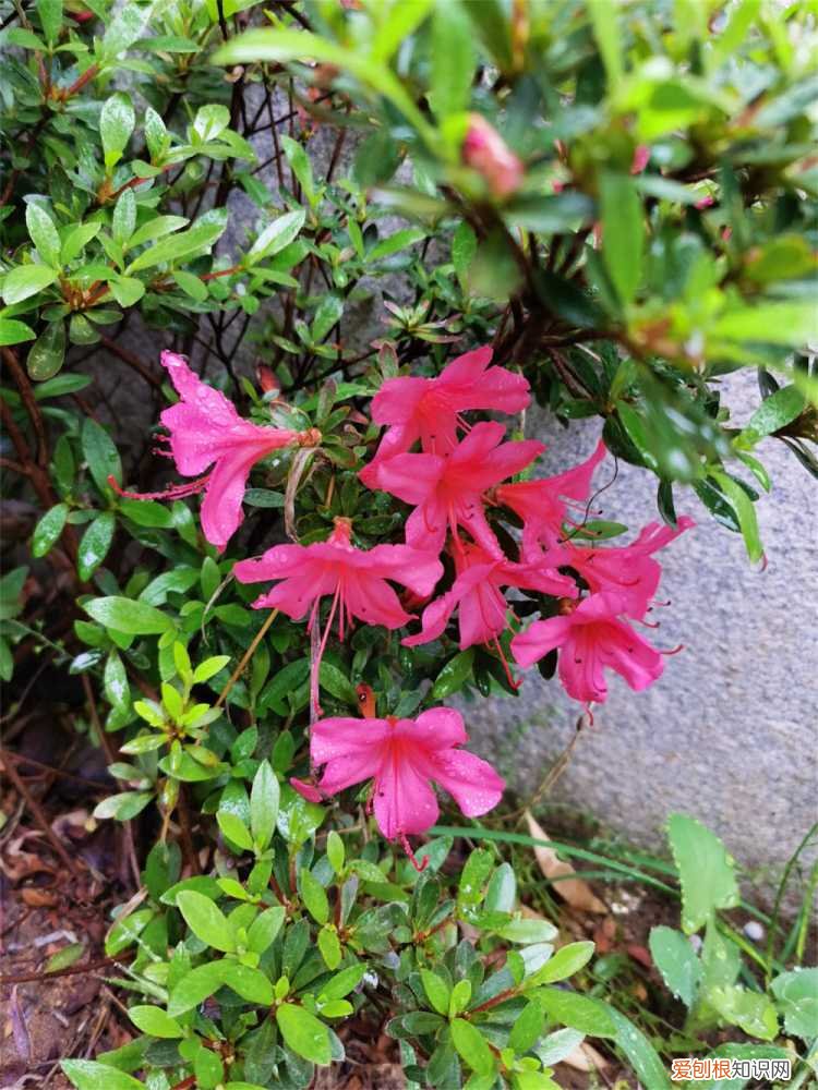 杜鹃怎么养开花爆盆 新买的杜鹃如何上盆，怎样才会开花比较快