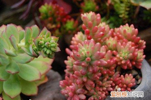 图 多肉虹之玉锦怎么养 多肉虹之玉锦的养殖方法和注意事项