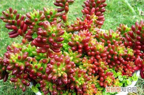 图 多肉虹之玉锦怎么养 多肉虹之玉锦的养殖方法和注意事项