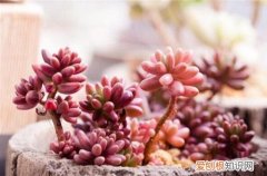 图 多肉虹之玉锦怎么养 多肉虹之玉锦的养殖方法和注意事项
