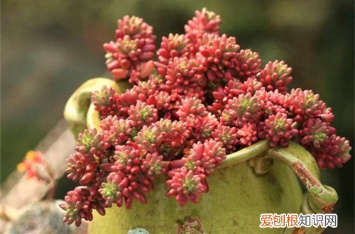 图 多肉虹之玉锦怎么养 多肉虹之玉锦的养殖方法和注意事项
