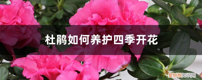 盆栽杜鹃什么时候换盆最佳 杜鹃如何养护四季开花，如何换盆
