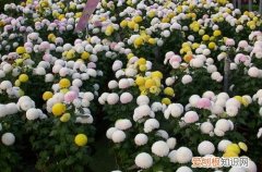 图 乒乓菊怎么养 乒乓菊的养殖方法和注意事项