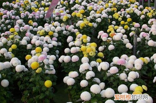 图 乒乓菊怎么养 乒乓菊的养殖方法和注意事项