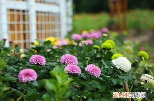 图 乒乓菊怎么养 乒乓菊的养殖方法和注意事项