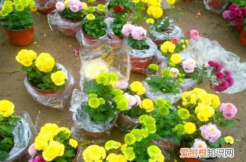 图 乒乓菊怎么养 乒乓菊的养殖方法和注意事项