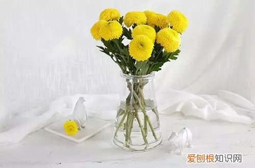 图 乒乓菊怎么养 乒乓菊的养殖方法和注意事项