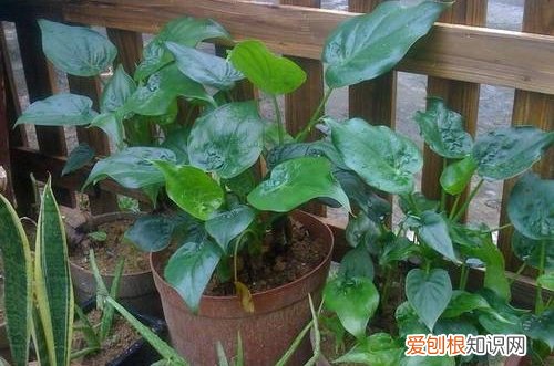 图 滴水观音倒伏是怎么回事 怎么办