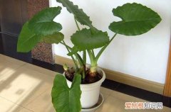 图 滴水观音倒伏是怎么回事 怎么办