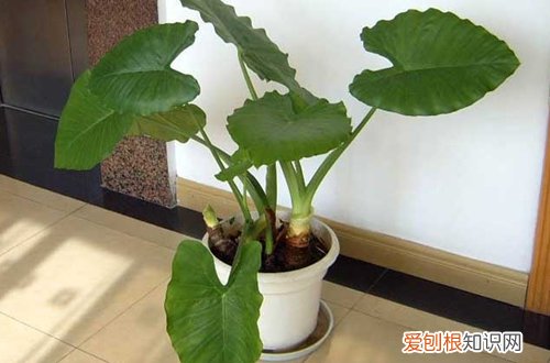 图 滴水观音倒伏是怎么回事 怎么办