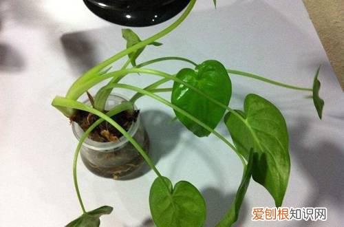 图 滴水观音倒伏是怎么回事 怎么办
