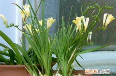 图 香雪兰花期多长 香雪兰开花后怎么处理