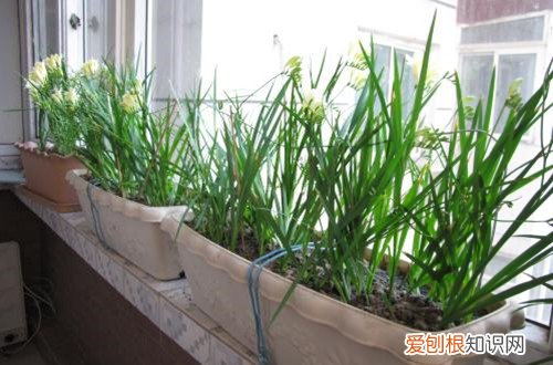图 香雪兰什么时候开花 影响香雪兰开花的原因