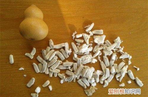 图 葫芦籽几天发芽 葫芦籽怎么催芽