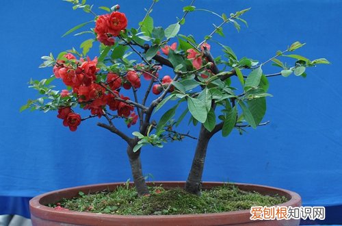 图 长寿海棠怎么养殖 长寿海棠的养殖方法和注意事项