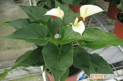 图 白掌什么时候换盆 怎么换盆 白掌换盆注意事项