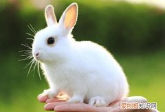 兔子拉稀是怎么回事用什么药治，兔子拉稀怎么治最好
