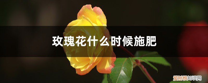 玫瑰花什么季节施肥 玫瑰花什么时候施肥，施什么肥好