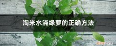 淘米水能浇绿萝花吗 淘米水浇绿萝的正确方法，长期使用淘米水浇花好吗