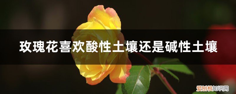 玫瑰花适合酸性土壤吗 玫瑰花喜欢酸性土壤还是碱性土壤，土壤配置
