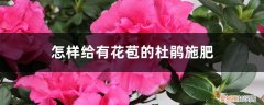有花苞的杜鹃花怎么浇水 怎样给有花苞的杜鹃施肥，施肥用浇水吗