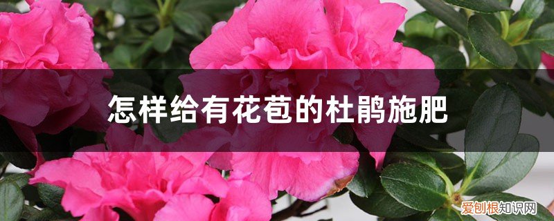 有花苞的杜鹃花怎么浇水 怎样给有花苞的杜鹃施肥，施肥用浇水吗