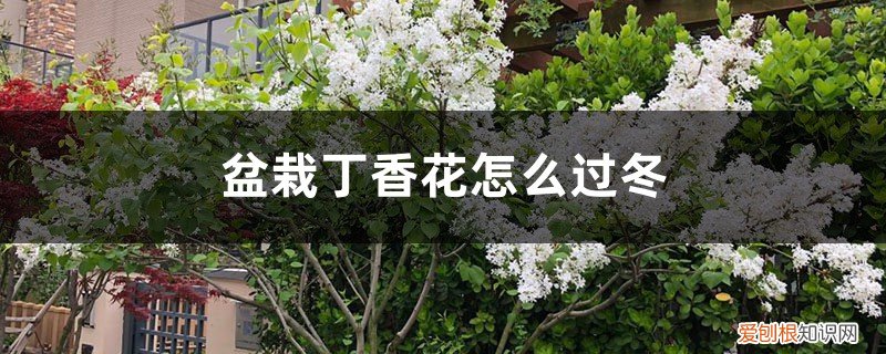 丁香花能过冬天吗 盆栽丁香花怎么过冬，冬天丁香花的叶子会掉光吗