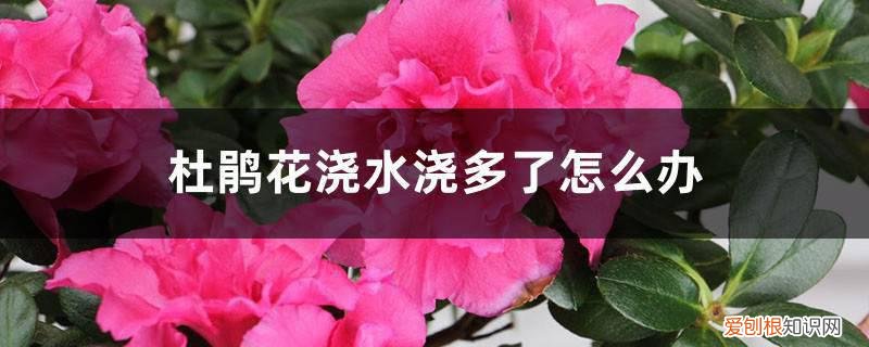杜鹃花浇水浇多了怎么办,浇水可以喷叶吗视频 杜鹃花浇水浇多了怎么办，浇水可以喷叶吗