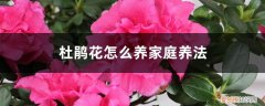 杜鹃花越养越蔫怎么回事 杜鹃花怎么养家庭养法，打蔫怎么挽救