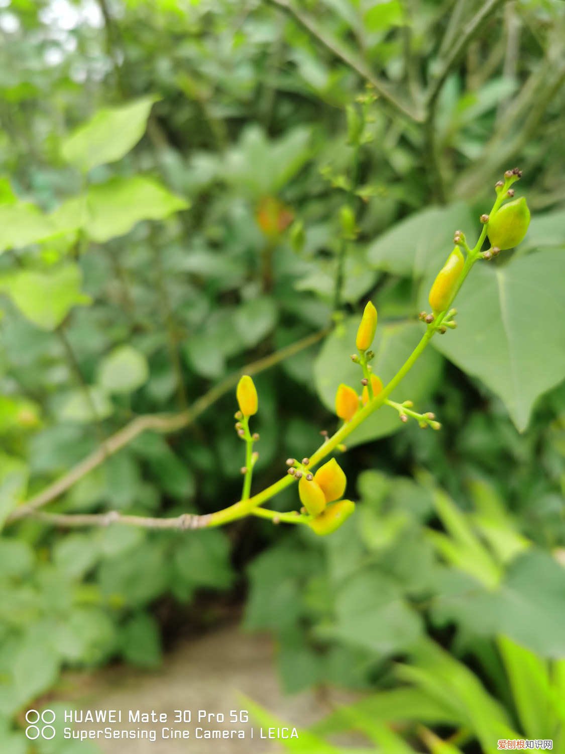 丁香花地栽怎么养护 盆栽丁香花用什么土，丁香花的其他养护因素