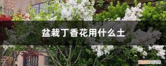 丁香花地栽怎么养护 盆栽丁香花用什么土，丁香花的其他养护因素