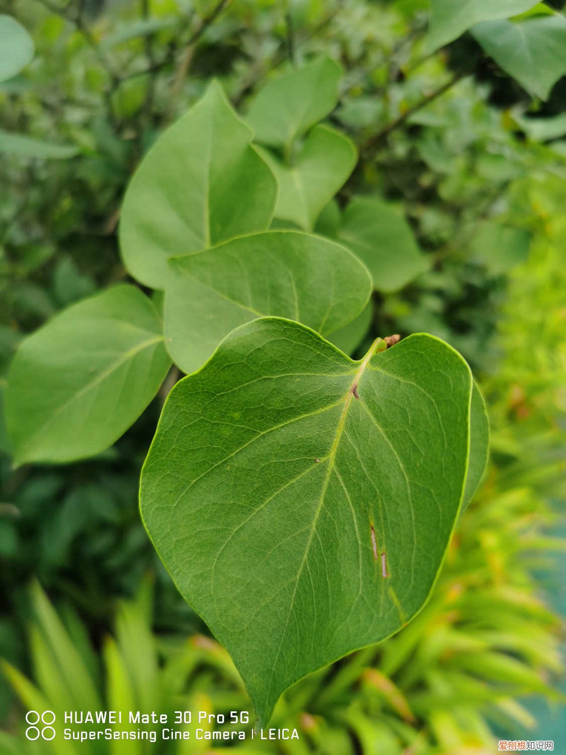 丁香花地栽怎么养护 盆栽丁香花用什么土，丁香花的其他养护因素