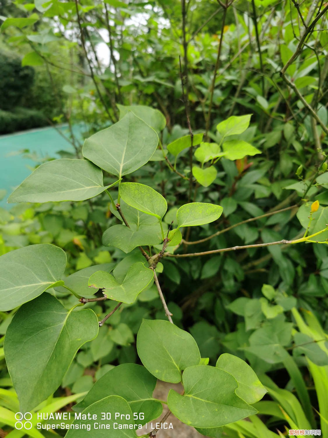 丁香花地栽怎么养护 盆栽丁香花用什么土，丁香花的其他养护因素