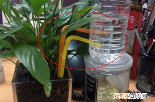 图 矿泉水瓶自制浇花器 自制浇花神器就这么简单