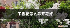 丁香花苗一般几年开花 丁香花怎么养开花好，丁香花什么时候开花