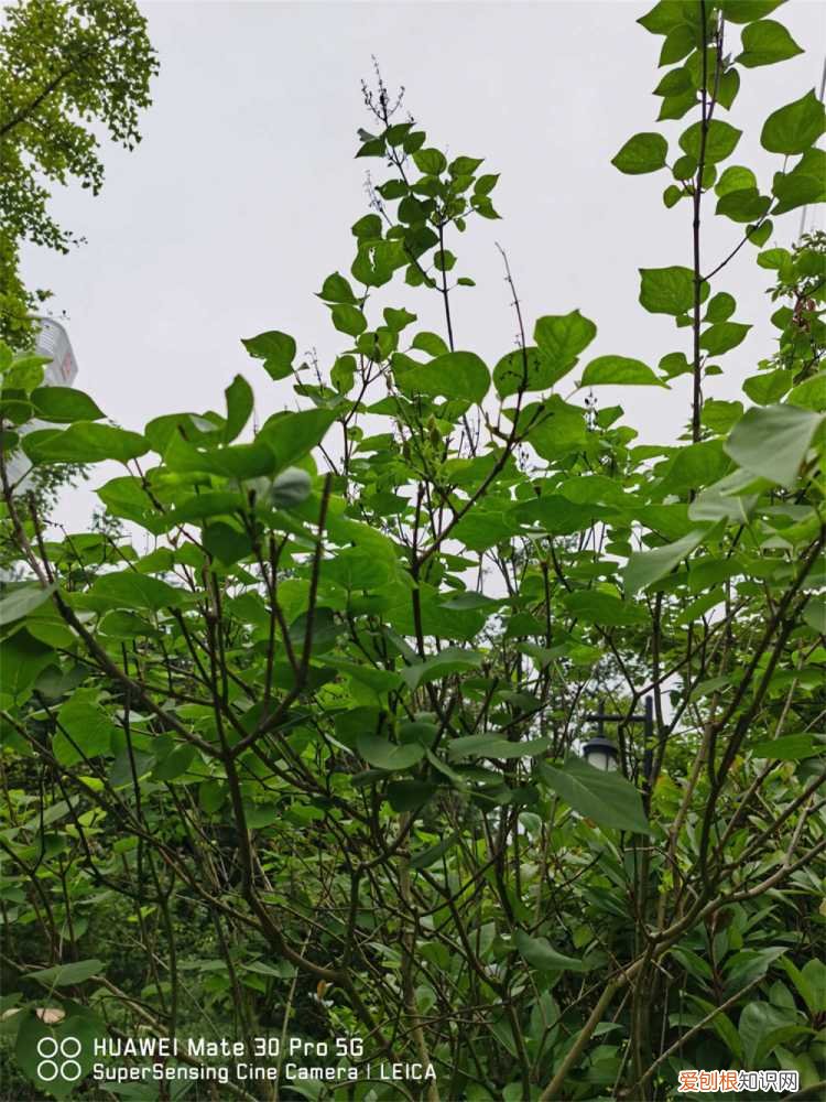 丁香花苗一般几年开花 丁香花怎么养开花好，丁香花什么时候开花