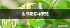 金银花怎样繁殖如何管理 金银花怎样繁殖，如何管理