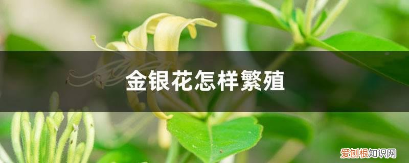 金银花怎样繁殖如何管理 金银花怎样繁殖，如何管理
