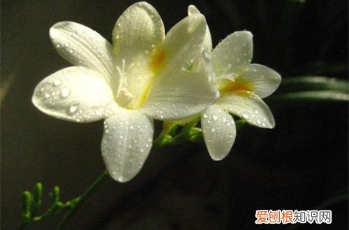 图 怎样让香雪兰提前开花 如何让香雪兰提前开花