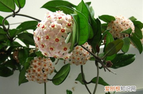 图 球兰什么时候开花 球兰开花的时候如何浇水